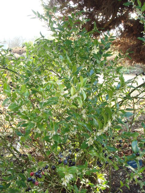 Sarcococca ruscifolia